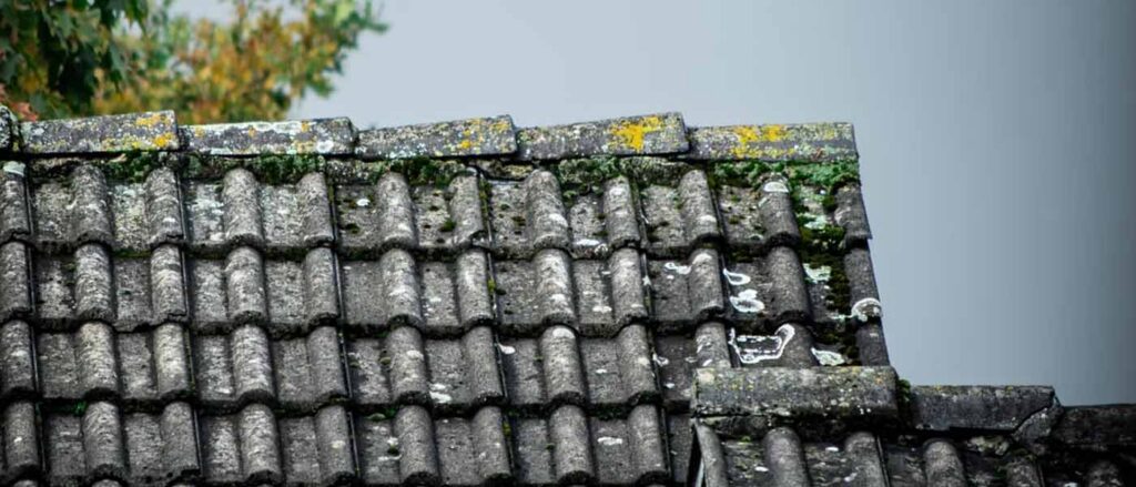 Ageing tiled roof with moss and lichen build up on an Auckland home